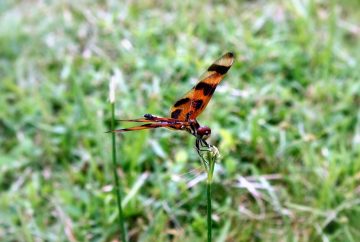 A Halloween Pennant Dragonfly rests on a blade of grass