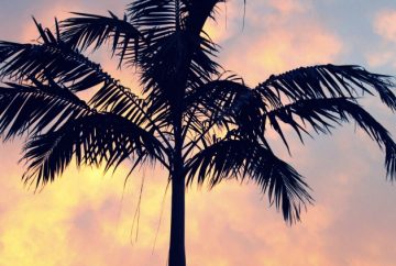 silhouette of a palm tree with a beautiful sunset sky in the background