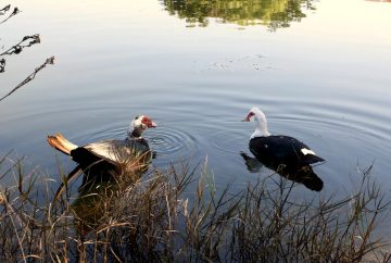 A pair of Muscovy ducks swimming in a peaceful lake